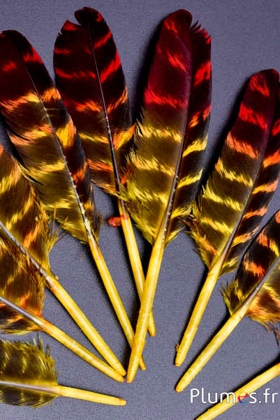 Dindon - 10-15 cm - tigré - jaune-rouge
